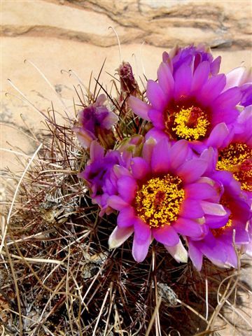 MoabFlowers (1081)